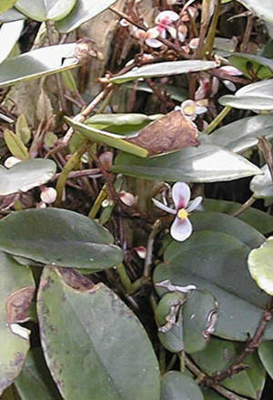 B. schultzei
